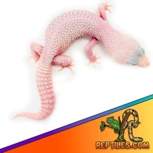 diablo blanco leopard gecko for sale