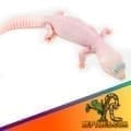 diablo blanco leopard gecko