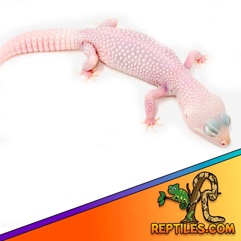 diablo blanco leopard gecko for sale