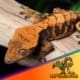 extreme harlequin crested gecko