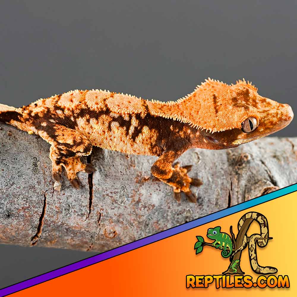 extreme harlequin crested gecko