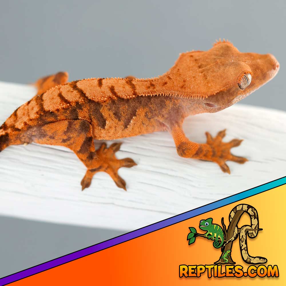 extreme harlequin crested gecko for sale