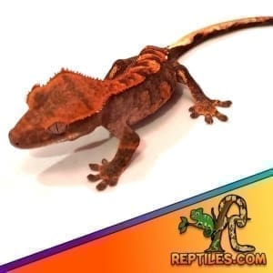 flame crested gecko sale