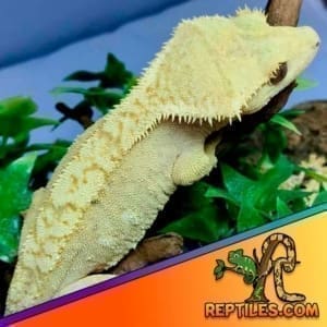 flame crested geckos for sale