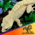 flame crested gecko for sale