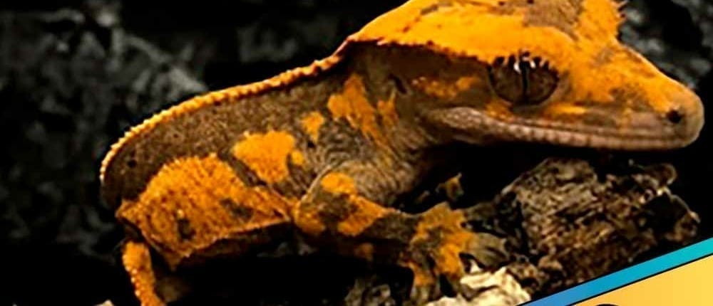 Halloween Crested Gecko