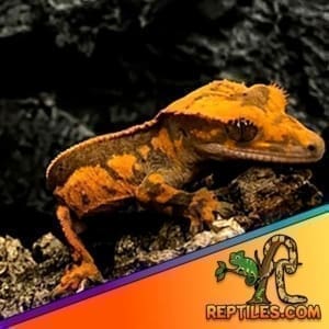 Halloween Crested Gecko