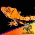 Halloween crested gecko for sale