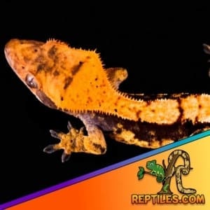 crested gecko