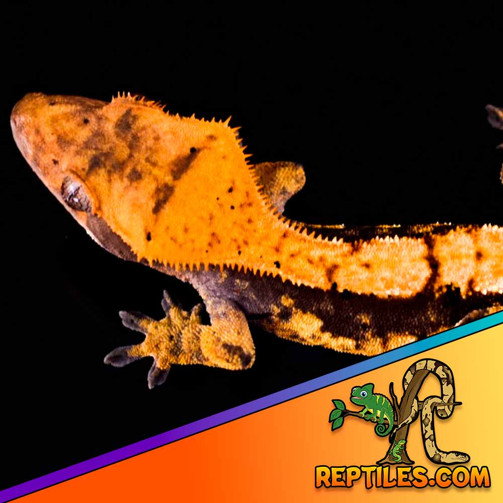 Halloween crested gecko for sale