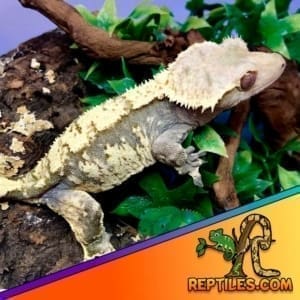 harlequin crested gecko for sale