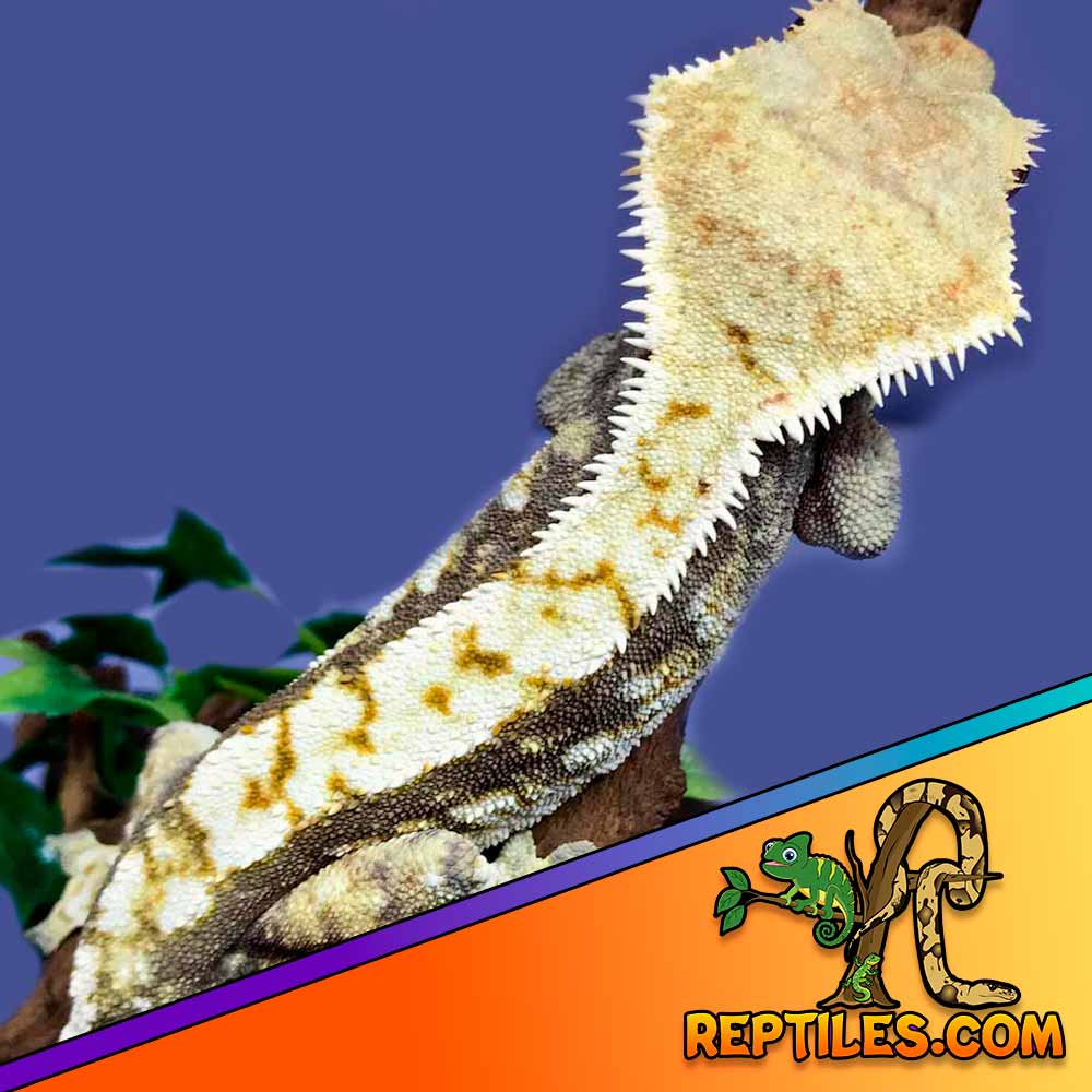 harelquin crested gecko sale