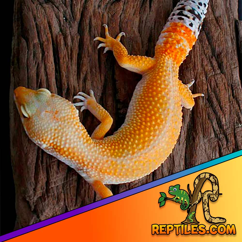 hypo melanistic leopard gecko