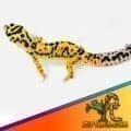 jungle designer leopard gecko