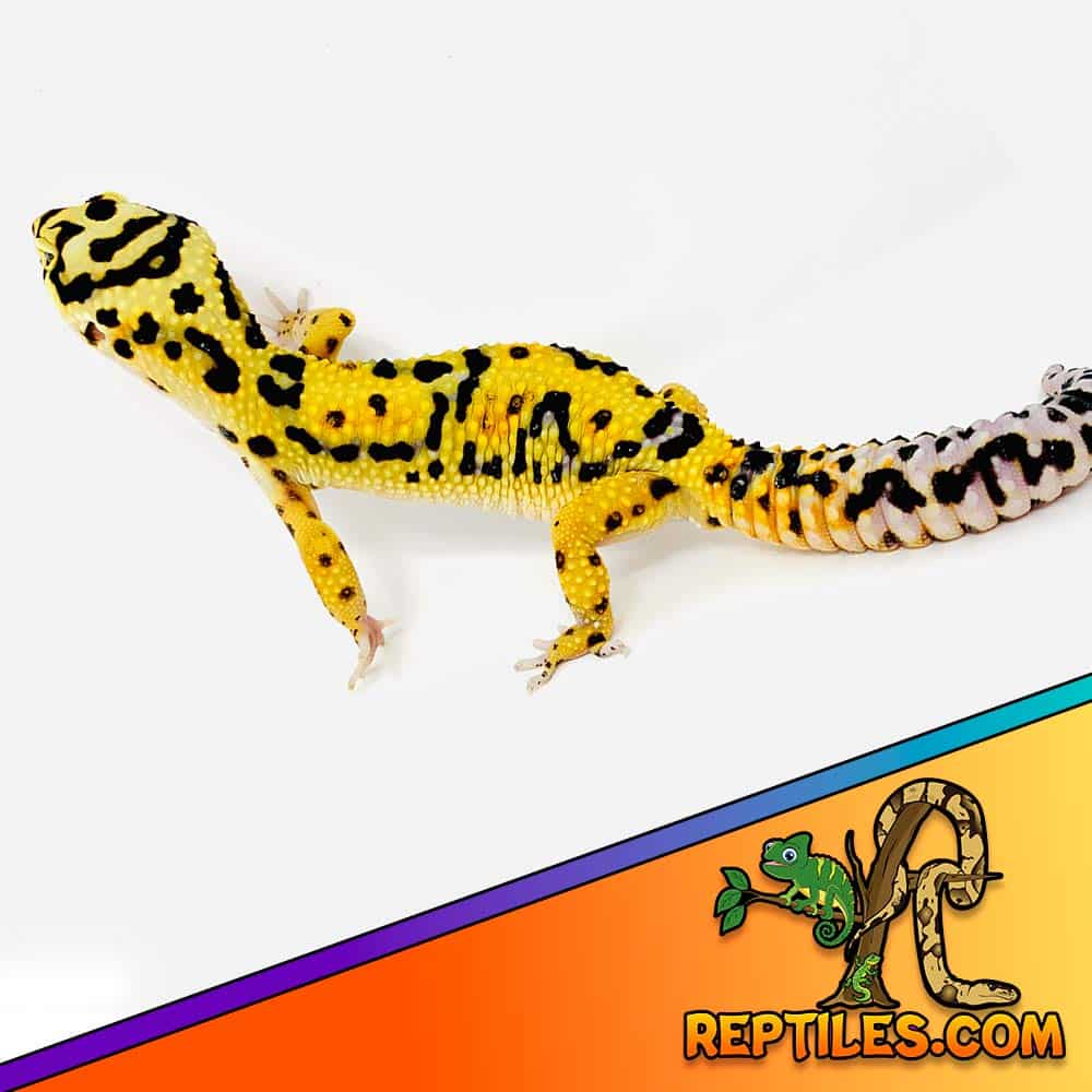 jungle designer leopard gecko for sale