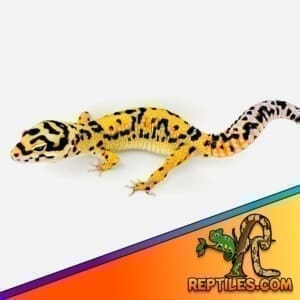 jungle leopard gecko for sale