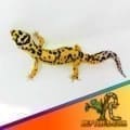 jungle leopard gecko morph