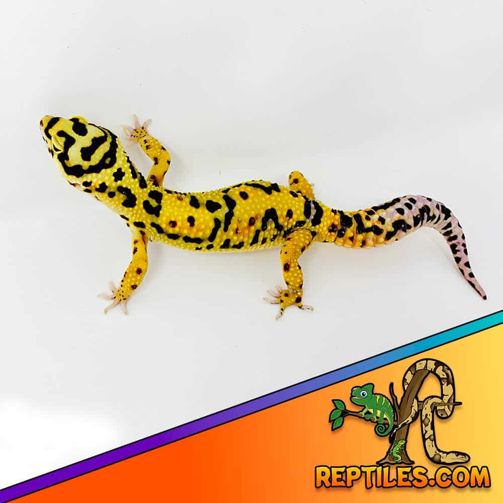 jungle designer leopard gecko morph