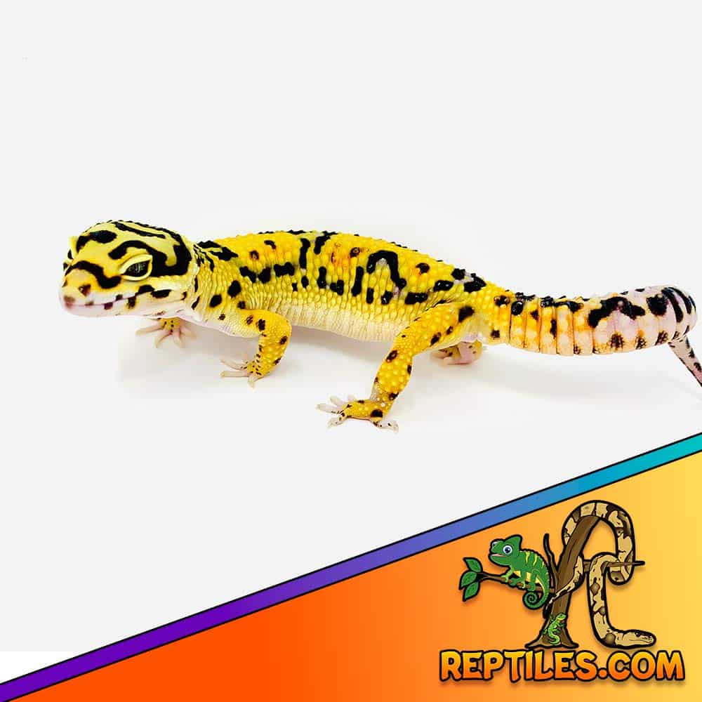 Jungle leopard gecko