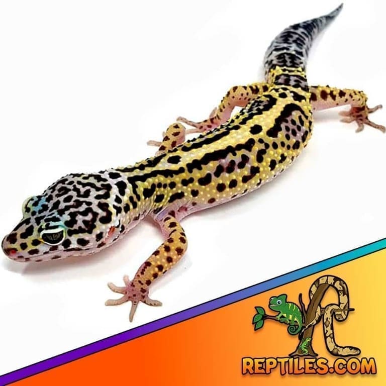 Mack Snow leopard gecko for sale mack snow leopard geckos