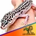 mack super snow leopard gecko for sale