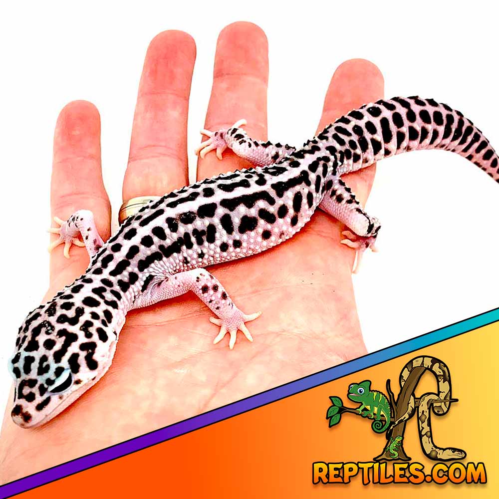 mack super snow leopard gecko for sale