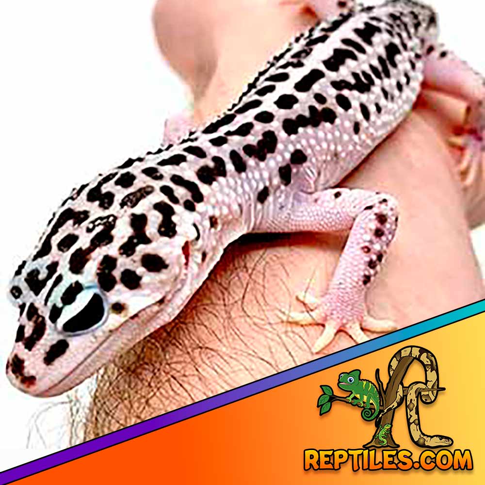 mack super snow leopard gecko for sale