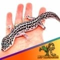 mack super snow leopard gecko price