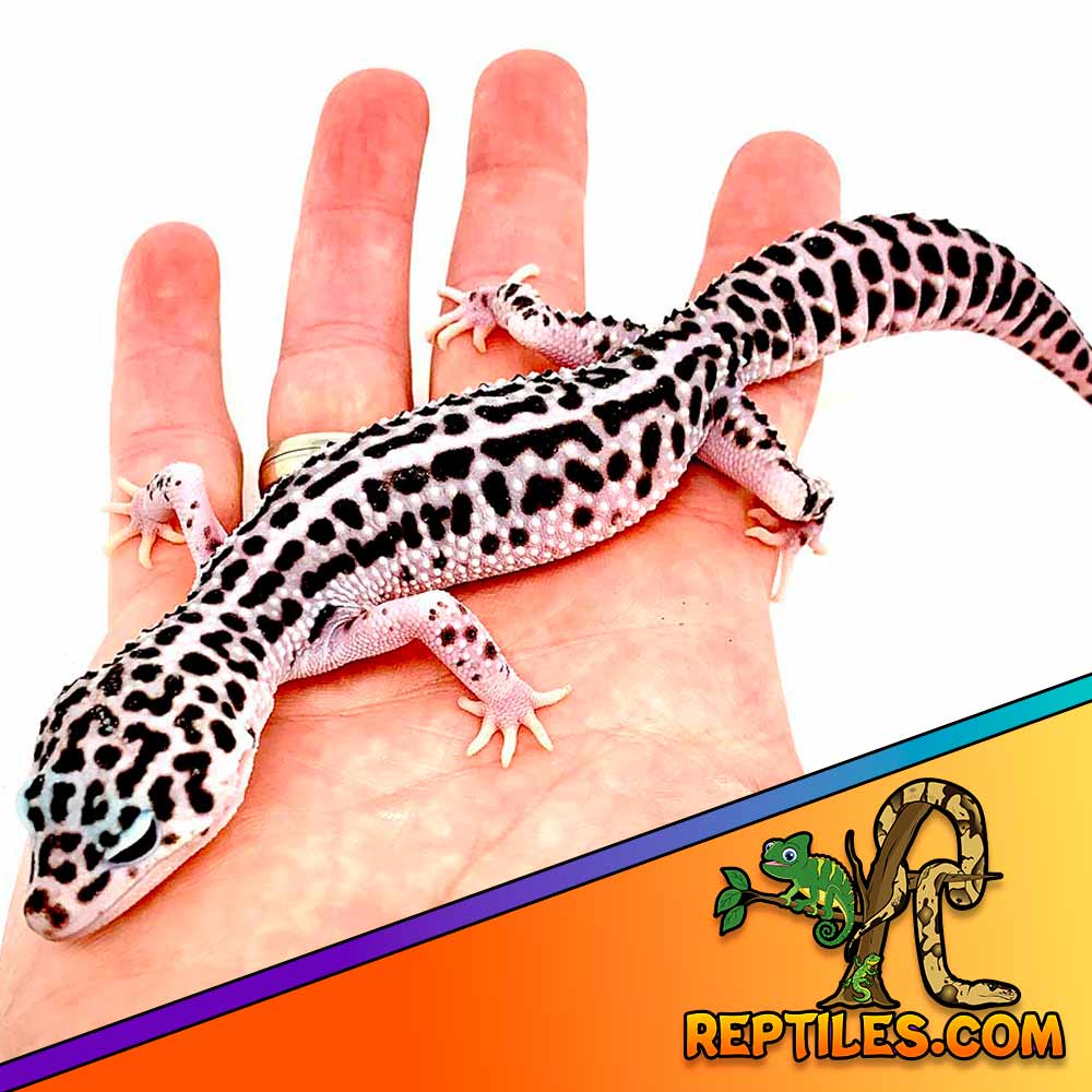 mack super snow leopard gecko price