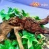 red blotch gargoyle gecko