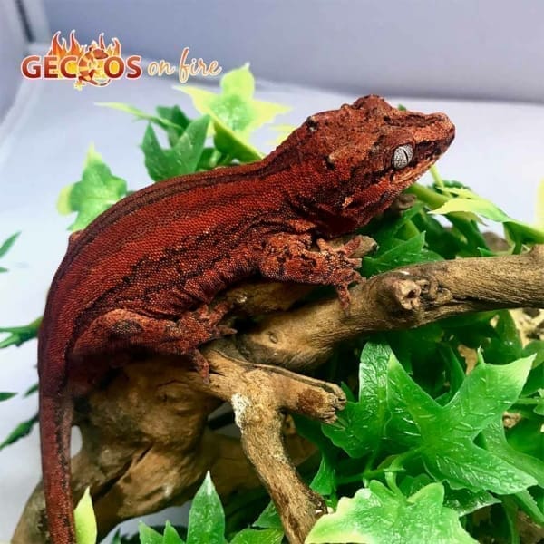 red gargoyle gecko for sale