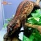 red stripe gargoyle gecko