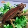 red stripe gargoyle geckos