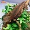 red striped gargoyle gecko for sale