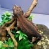 red striped gargoyle geckos for sale