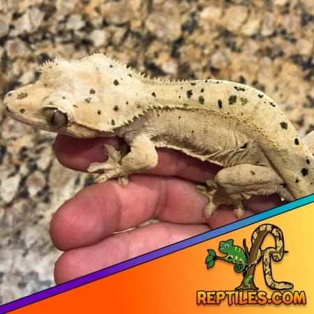 super dalmatian crested gecko