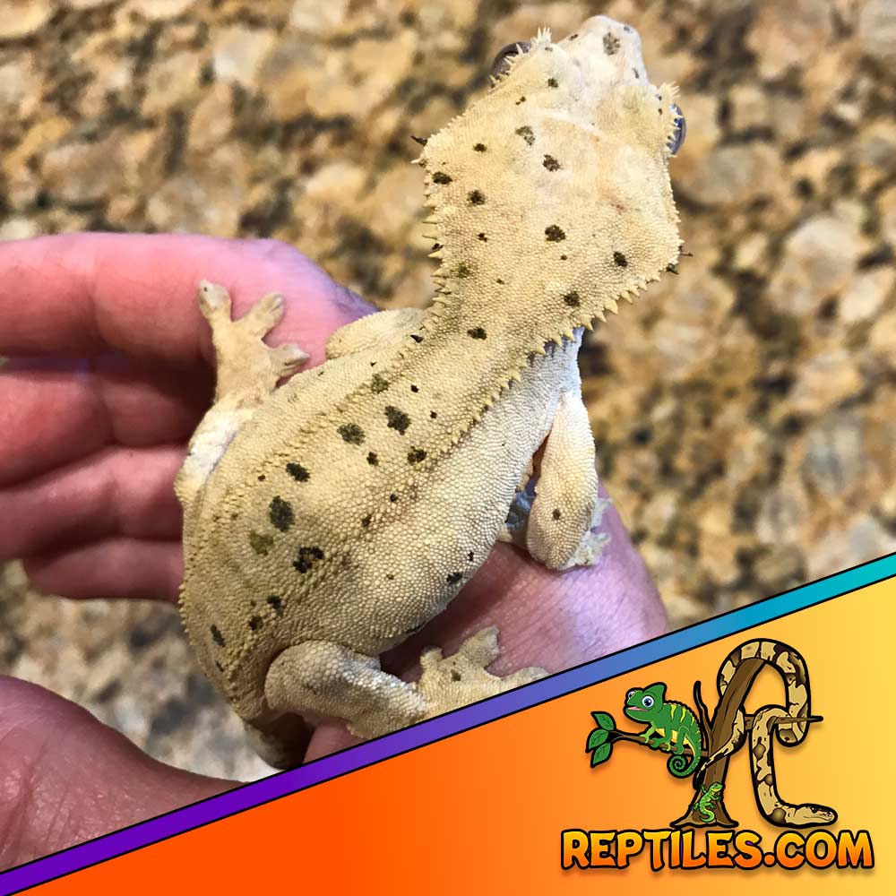 super dalmatian crested gecko for sale