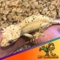 super dalmatian crested geckos