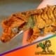 tiger crested gecko for sale