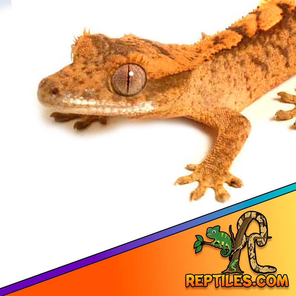 tiger crested gecko