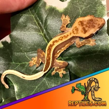 tiger pinstripe crested gecko