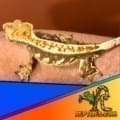 tricolor crested gecko