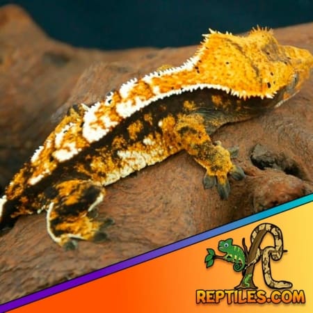 tricolor crested gecko