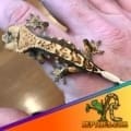 tricolor crested gecko for sale