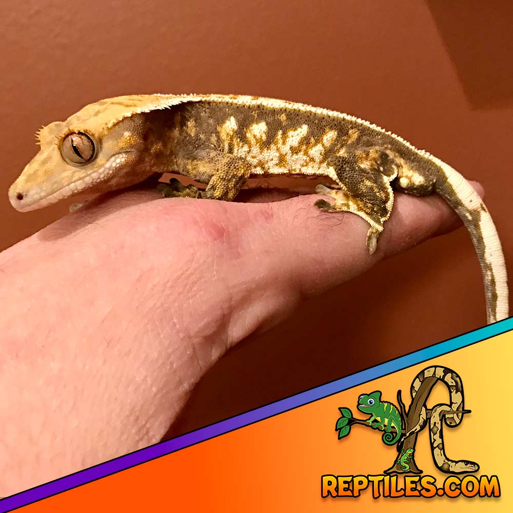 tricolor crested gecko