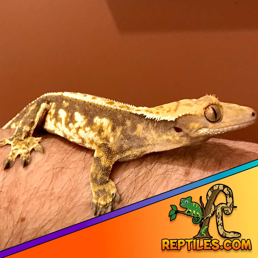 tricolor crested gecko for sale