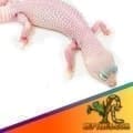 white leopard gecko