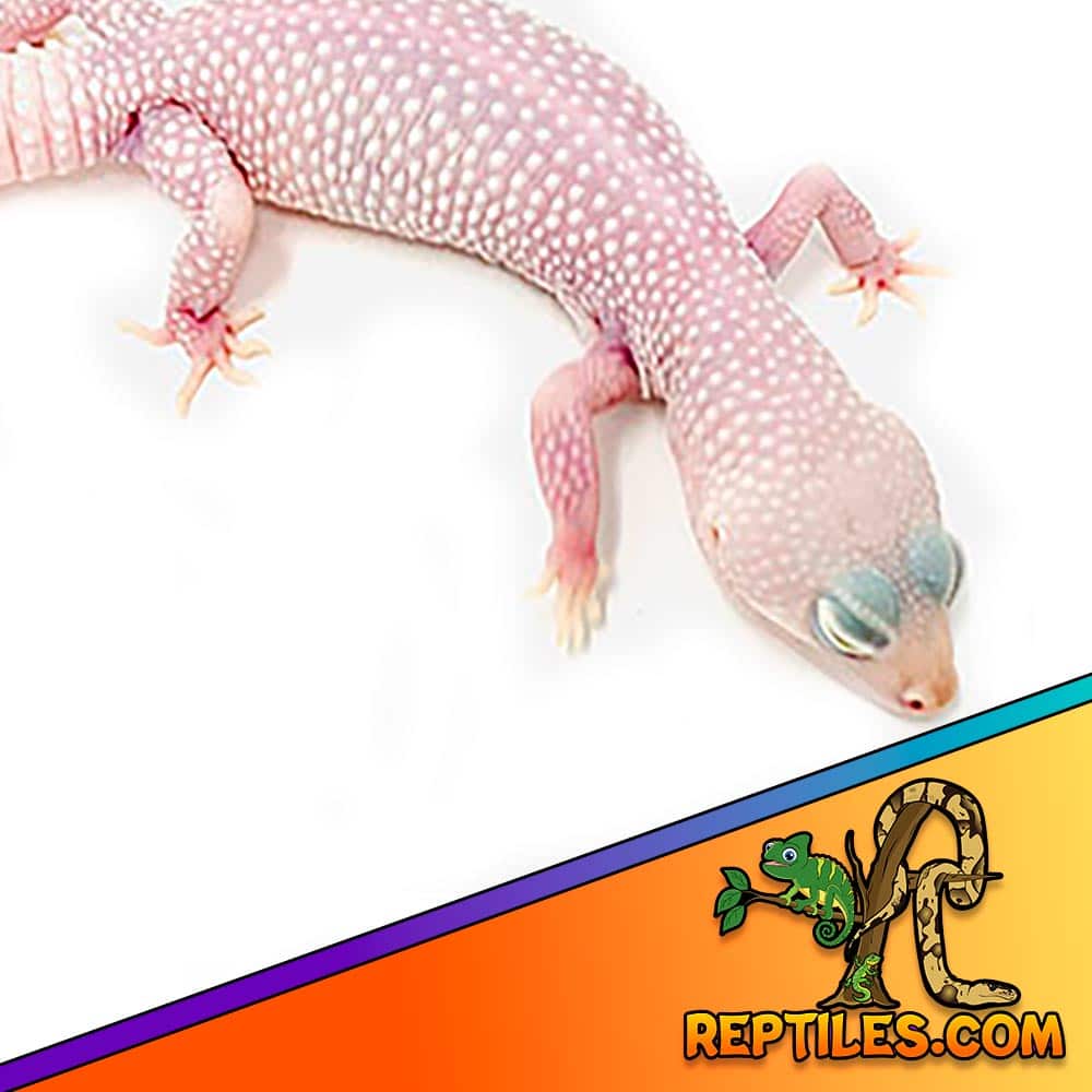 white leopard gecko for sale