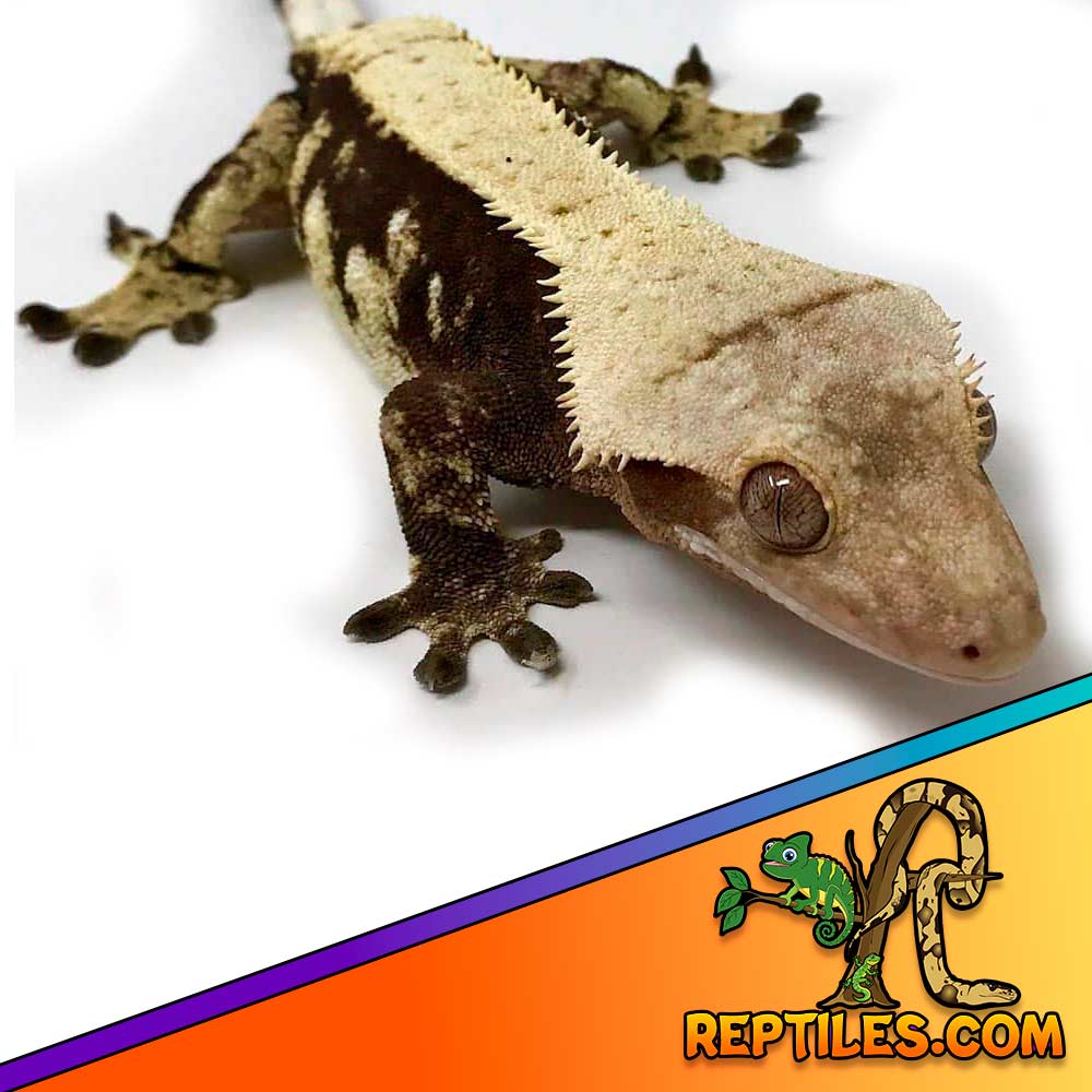 chocolate harlequin crested gecko for sale