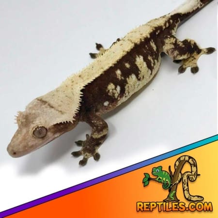 chocolate harlequin crested gecko